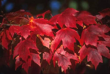 25 Scarlet CAROLINA RED MAPLE Tree Acer Rubrum Seeds